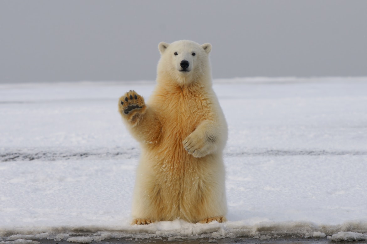 Hans-JΓΌrgen Mager Polar Bear
